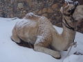 Camel in the snow, Three Peaks Egypt, Ben Hoffler
