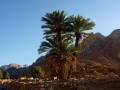 Palm trees, Wadi Tlaah, Three Peaks Egypt, Ben Hoffler