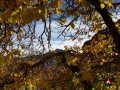 Bedouin orchard, autumn, Three Peaks Egypt, Ben Hoffler