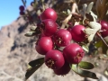 Hawthorn, Sinai, Three Peaks Egypt, Ben Hoffler